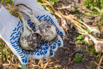 Obraz premium A bright sunny day. Harvesting ripe white onions. Human hands in cotton mittens.