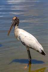Wood stork standing in the ater