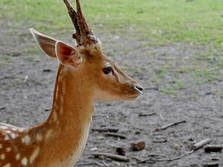 Rehkopf aus der Nähe