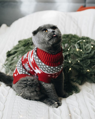 A gray Scottish cat sits in a New Year's red sweater with deer with a tongue sticking out. Behind there are fir branches and a garland. Clothes for pets. New year with a cat. Christmas animals.