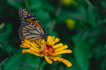 Fototapeta na wymiar Monarch butterfly on yellow flower.