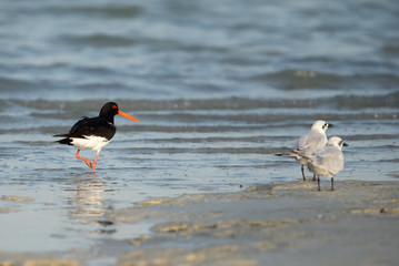 Oystercatchers and Gull-billed tern at sea coast