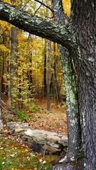 forest, autumn, tree, trees, nature, fall, landscape, park, leaves, woods, path, green, wood, leaf, season, trunk, woodland, yellow, outdoors, foliage, beautiful, grass, pine, branch, outdoor, vermont