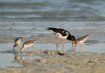 Oystercatcher and common redshank at the sea coast. 