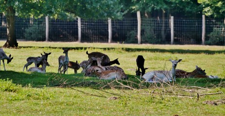 Wild im Gehege im SOmmer auf der Wiese