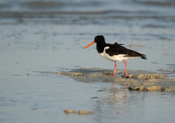 Oystercatcher feeding at Busaiteen coast of Bahrain
