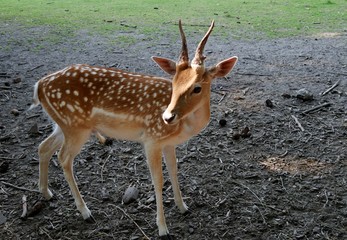 Reh schaut sich um in der Sonne