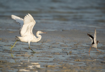 The western reef heron white morphed at Busiateen coast, Bahrain 