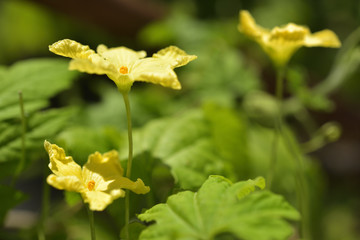Bitter gourd flower
