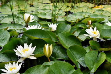 Lily Pads & flowers