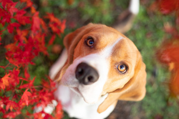 Look up beagle