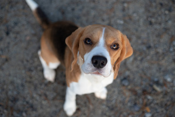 Look up beagle