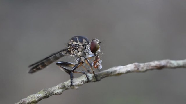 Mosca assassina se alimentando  