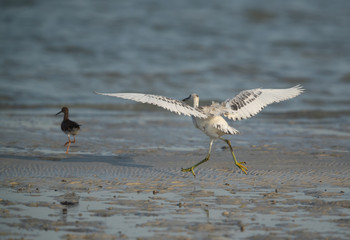 The western reef heron white morphed chasing a redshank