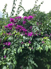 Annapurna Panorama Trek
