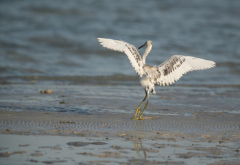 The western reef heron white morphed at Busiateen coast, Bahrain 