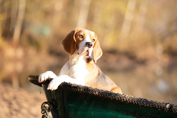 Beagle im Boot