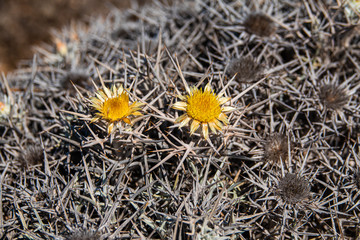 Fluffy dry thorn closeup in Mediterranean summer setting