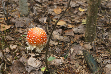 Mushroom toadstool in fallen dry leaves. A close-up of a mushroom. Nature, forest.