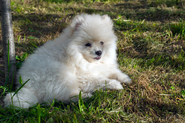 Young Pomski Dog Breed Groomed and Healthy Pomski, an exquisite puppy with a good temperament outdoors on a sunny day
