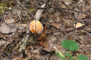 Mushroom toadstool in fallen dry leaves. A close-up of a mushroom. Nature, forest.