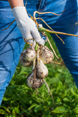 A bright sunny day. Harvesting ripe white onions. Human hands in cotton mittens.