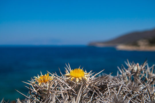 Fluffy dry thorn closeup in Mediterranean summer setting