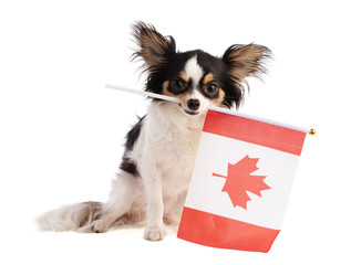 Fototapeta na wymiar Chihuahua with a Canadian flag