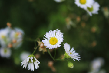 white chamomile flowers in the meadow