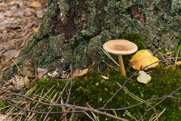 mushrooms in the forest