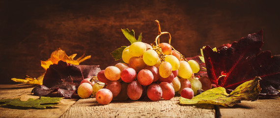Pink autumn grapes with red purple green leaves, rustic still life with sunflare, banner
