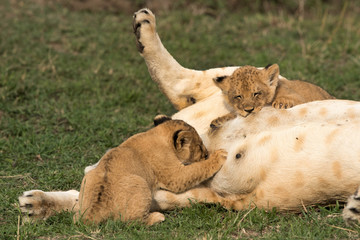 The Lioness feeding her cub