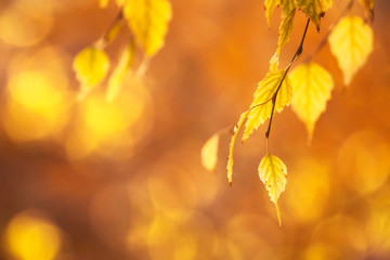 Autumn background with orange, yellow birch leaves and golden sun lights, natural bokeh. Fall nature landscape with copy space