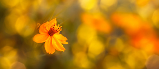 Blurred summer autumn background with yellow flower in sunlight. Beautiful nature scene. Colorful Wide Horizontal floral Wallpaper