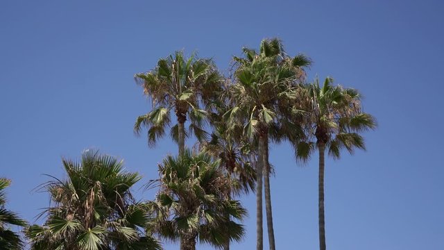 Palm Trees In Venice Beach California