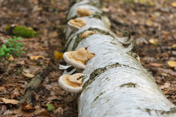mushroom on a tree