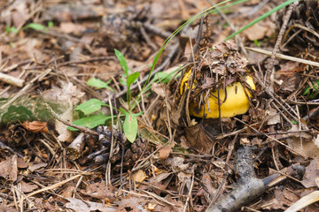 Forest nature photography of autumn toadstool, mushroom in green grass and falling leaves, environment in September