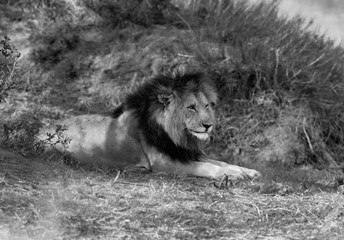 A portrait of a Lion