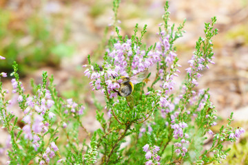 Bumblebee landing on purple star flower for food and pollination on a windy summer day. Small bee hanging from flower looking for food
