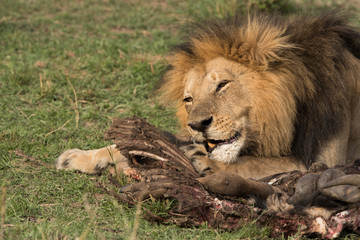 The lion king eating the wildebeest kill