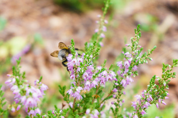 Bumblebee landing on purple star flower for food and pollination on a windy summer day. Small bee...