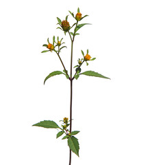 Devil's beggarticks flower isolated on white, Bidens frondosa
