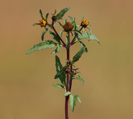 Devil's beggarticks blooming plant with yellow flowers, Bidens frondosa