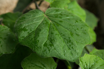 Tropical flora. Closeup view of a Senecio petasitis, also known as Velvet Groundsel, beautiful green leaf with some rain drops on its surface. 