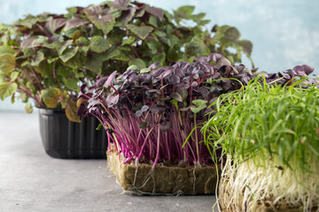 Micro greens sprouts of purple radishes and fennel on grey background.Concept of superfood and healthy organic food