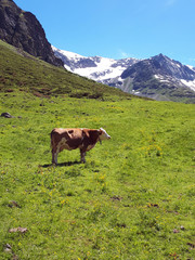 Kuh auf einer Bergwiese in den Alpen