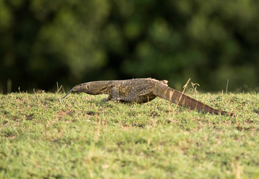 Mointor Lizard in the grasses of Masai Mara, Kenya