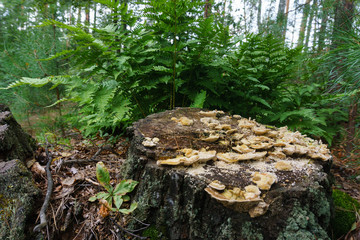Little mushrooms on an old stump in the forest. Natural nature background with grass and fern.