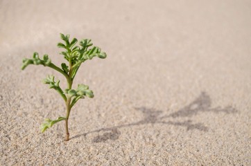 Plant in the sand