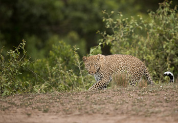 Leopard coming out from the bushes at Masai Mara, Kenya